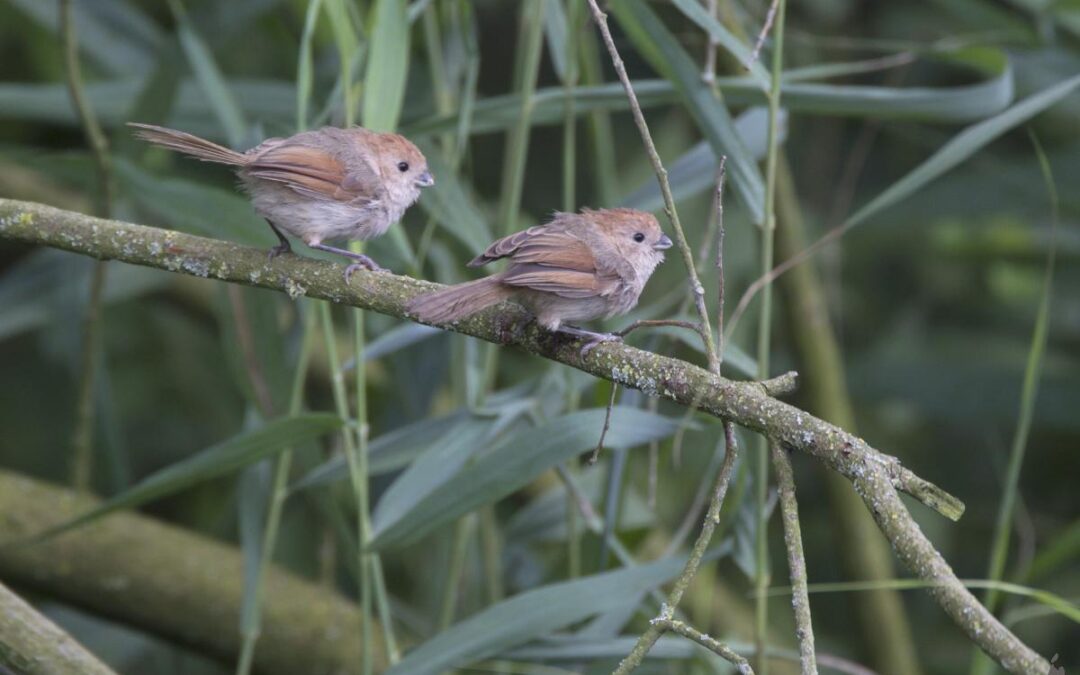 Luisteren naar zangvogels in het Geestmerambacht