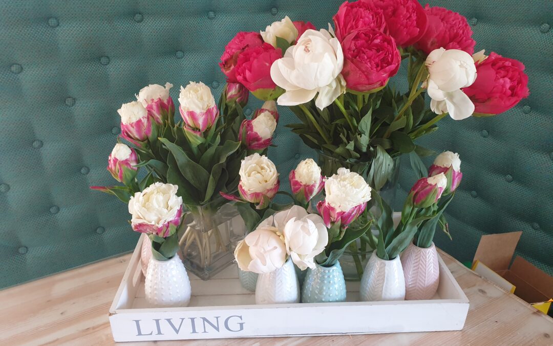 Winactie met bloembollen  Vul je vensterbank met voorjaar!