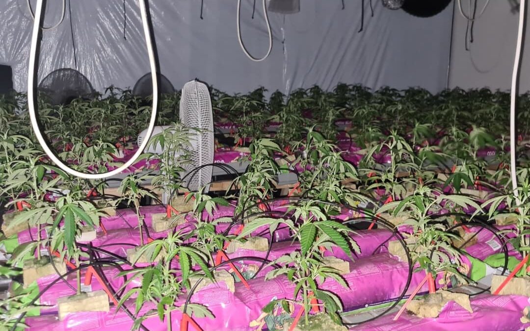 3 AANHOUDINGEN BIJ HENNEPKWEKERIJ