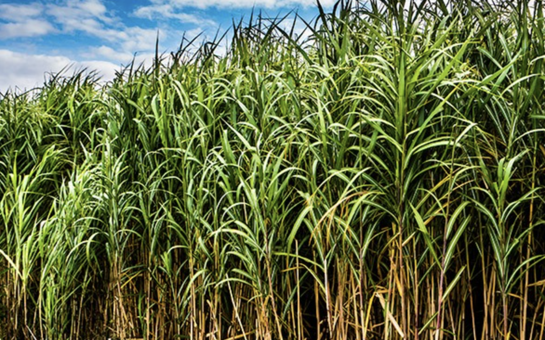 Olifantsgras toegepast in verharding bij gemaal