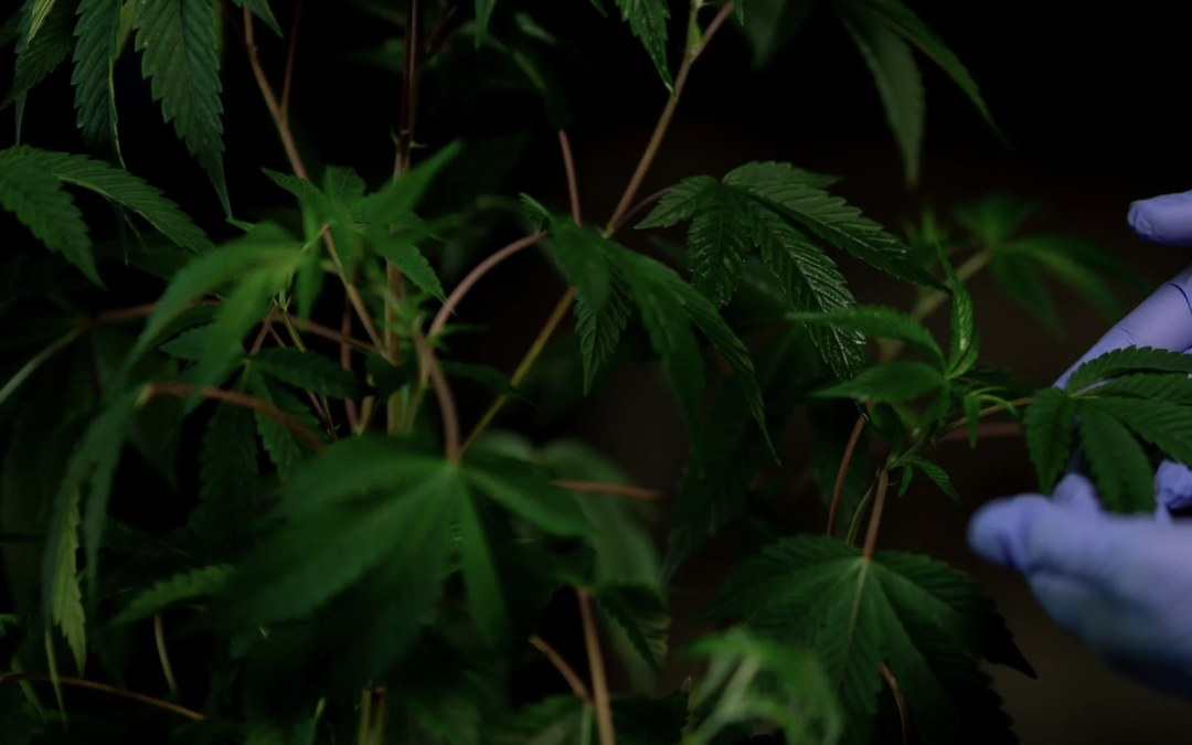 Twee hennepkwekerijen ontdekt in Heerhugowaard en Volendam