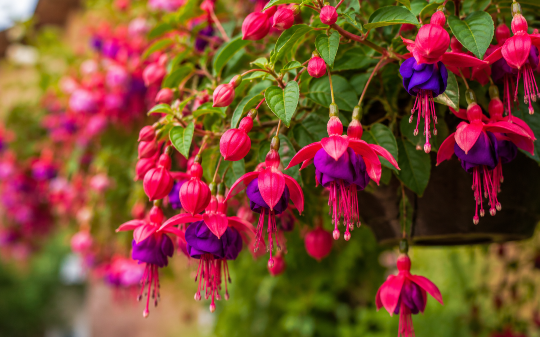Fuchsia’s stelen de show tijdens kleurrijk weekend in Heerhugowaard