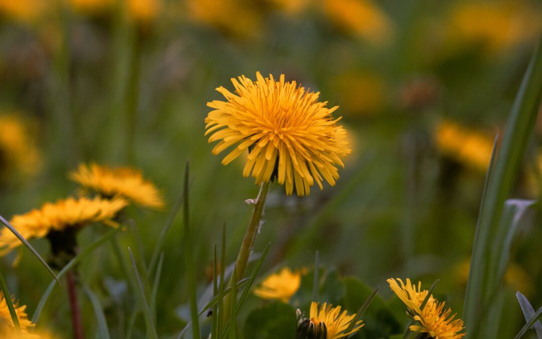 Wist je dit al over de paardenbloem? geestmerloo